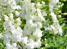 Ostrožka vyvýšená 'New Millenium Green Twist' - Delphinium elatum 'New Millenium Green Twist'