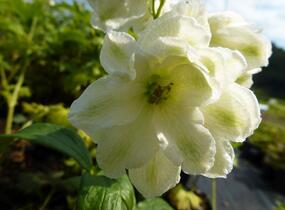 Ostrožka vyvýšená 'New Millenium Green Twist' - Delphinium elatum 'New Millenium Green Twist'