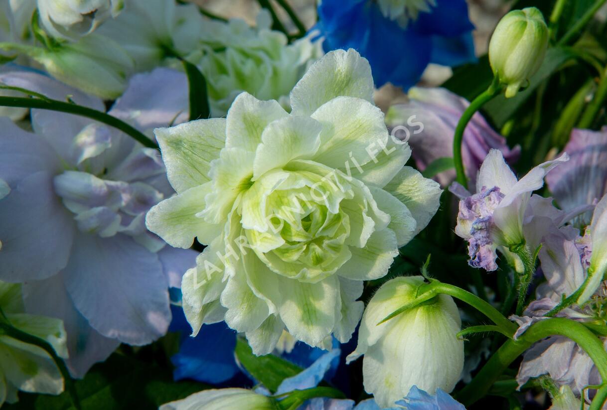 Ostrožka vyvýšená 'New Millenium Green Twist' - Delphinium elatum 'New Millenium Green Twist'