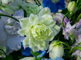 Ostrožka vyvýšená 'New Millenium Green Twist' - Delphinium elatum 'New Millenium Green Twist'