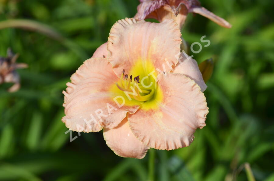 Denivka 'Elegant Candy' - Hemerocallis 'Elegant Candy'