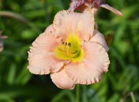 Denivka 'Elegant Candy' - Hemerocallis 'Elegant Candy'