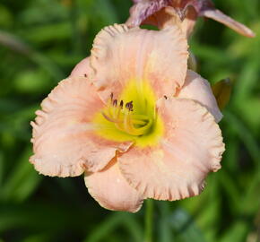 Denivka 'Elegant Candy' - Hemerocallis 'Elegant Candy'