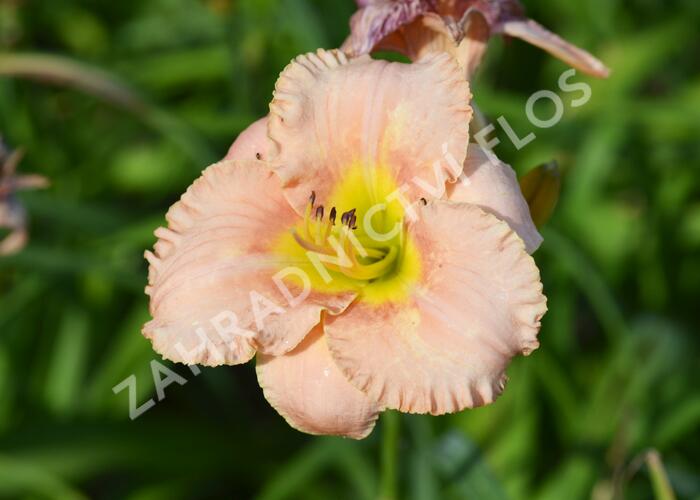 Denivka 'Elegant Candy' - Hemerocallis 'Elegant Candy'