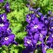 Ostrožka vyvýšená 'New Millenium Purple Passions' - Delphinium elatum 'New Millenium Purple Passions'