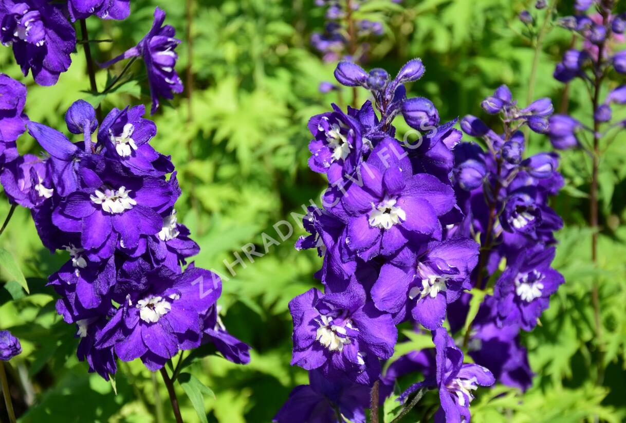 Ostrožka vyvýšená 'New Millenium Purple Passions' - Delphinium elatum 'New Millenium Purple Passions'