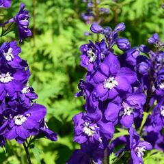 Ostrožka vyvýšená 'New Millenium Purple Passions' - Delphinium elatum 'New Millenium Purple Passions'