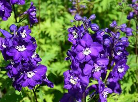 Ostrožka vyvýšená 'New Millenium Purple Passions' - Delphinium elatum 'New Millenium Purple Passions'