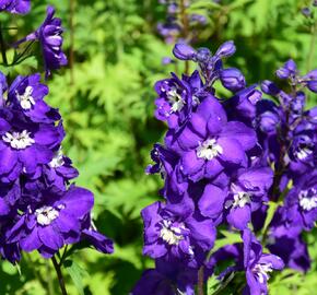 Ostrožka vyvýšená 'New Millenium Purple Passions' - Delphinium elatum 'New Millenium Purple Passions'