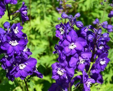 Ostrožka vyvýšená 'New Millenium Purple Passions'