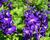 Ostrožka vyvýšená 'New Millenium Purple Passions'