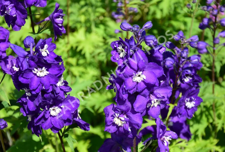 Ostrožka vyvýšená 'New Millenium Purple Passions' - Delphinium elatum 'New Millenium Purple Passions'
