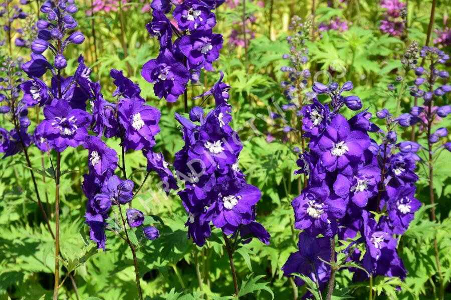 Ostrožka vyvýšená 'New Millenium Purple Passions' - Delphinium elatum 'New Millenium Purple Passions'