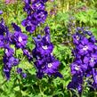 Ostrožka vyvýšená 'New Millenium Purple Passions' - Delphinium elatum 'New Millenium Purple Passions'