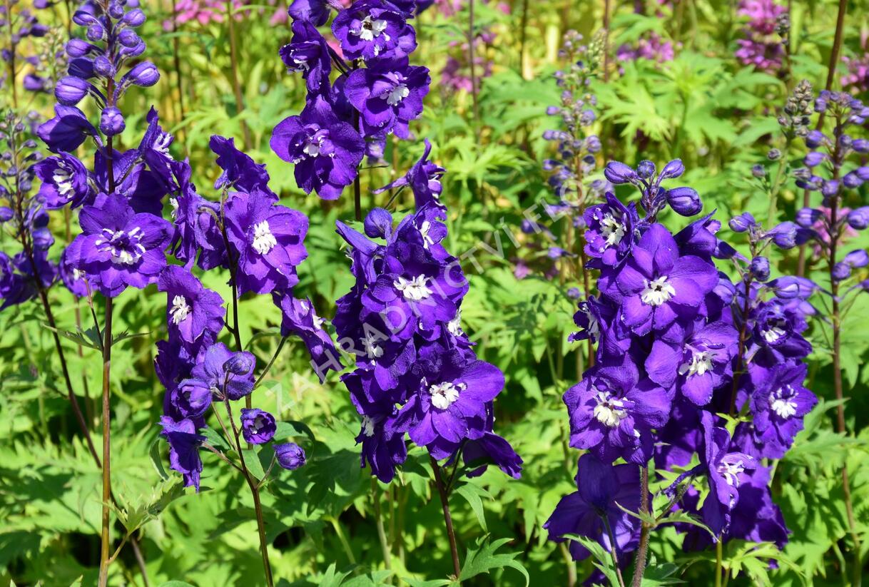 Ostrožka vyvýšená 'New Millenium Purple Passions' - Delphinium elatum 'New Millenium Purple Passions'