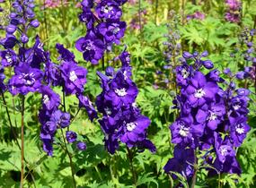 Ostrožka vyvýšená 'New Millenium Purple Passions' - Delphinium elatum 'New Millenium Purple Passions'
