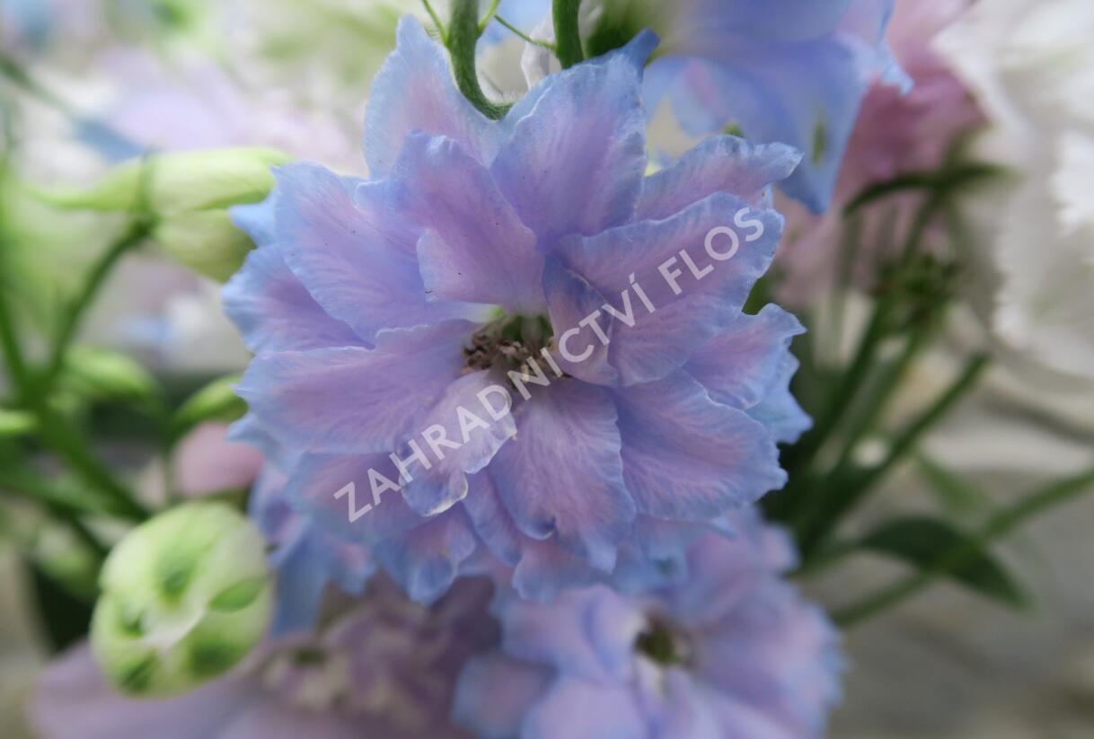 Ostrožka vyvýšená 'New Millenium Morning Lights' - Delphinium elatum 'New Millenium Morning Lights'