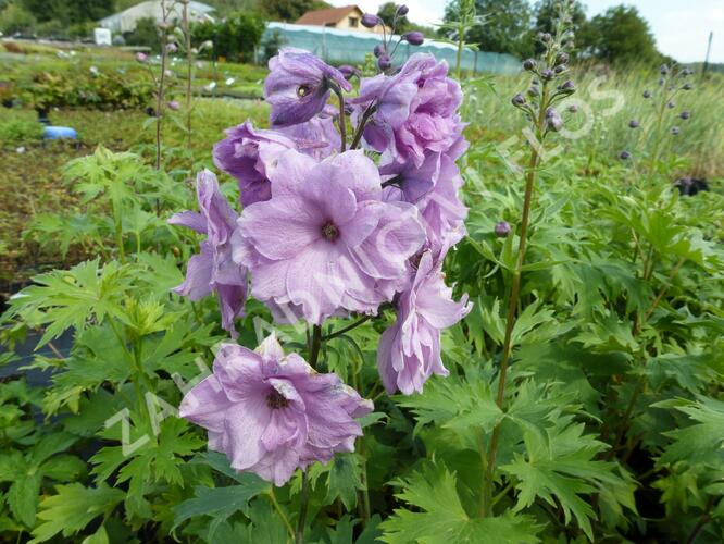 Ostrožka vyvýšená 'New Millenium Dusky Maidens' - Delphinium elatum 'New Millenium Dusky Maidens'