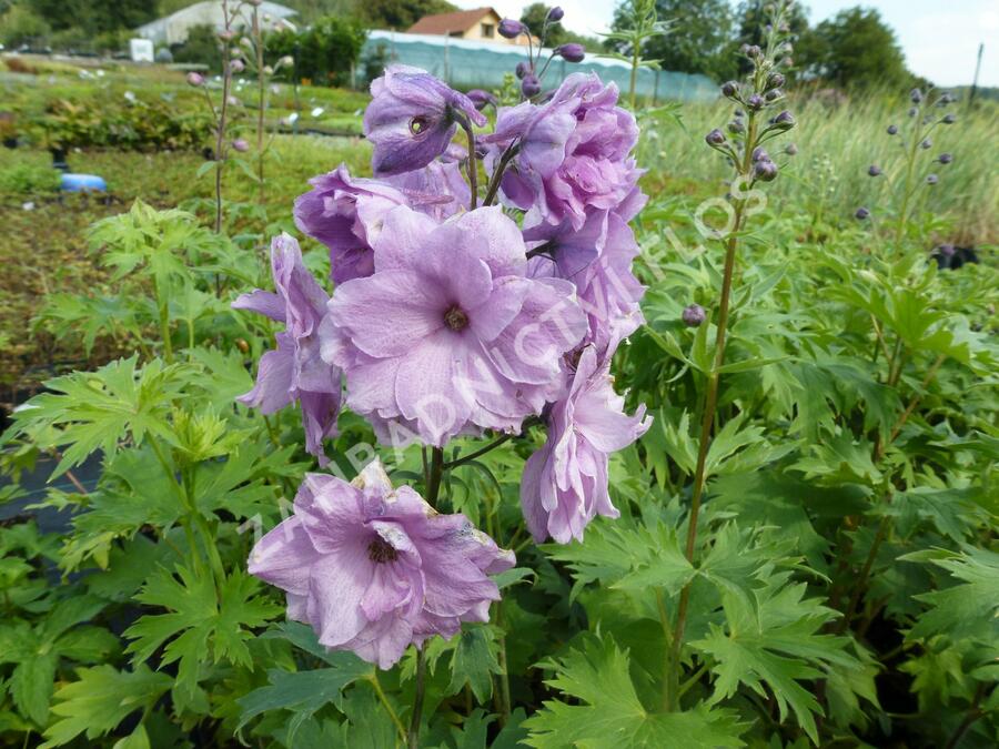 Ostrožka vyvýšená 'New Millenium Dusky Maidens' - Delphinium elatum 'New Millenium Dusky Maidens'
