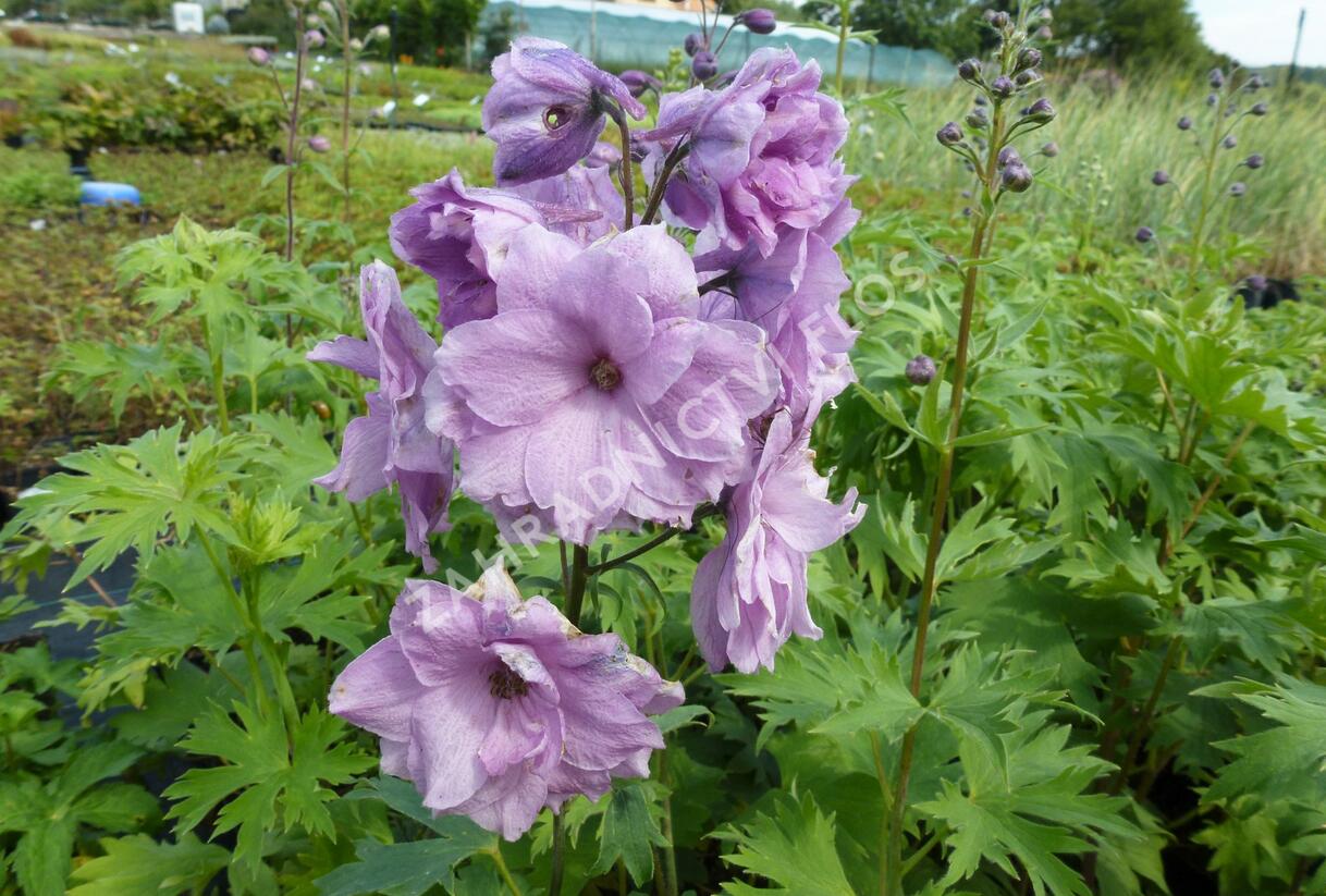 Ostrožka vyvýšená 'New Millenium Dusky Maidens' - Delphinium elatum 'New Millenium Dusky Maidens'