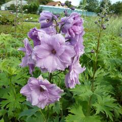 Ostrožka vyvýšená 'New Millenium Dusky Maidens' - Delphinium elatum 'New Millenium Dusky Maidens'