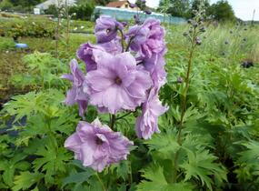 Ostrožka vyvýšená 'New Millenium Dusky Maidens' - Delphinium elatum 'New Millenium Dusky Maidens'