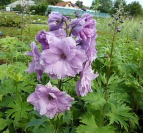 Ostrožka vyvýšená 'New Millenium Dusky Maidens' - Delphinium elatum 'New Millenium Dusky Maidens'