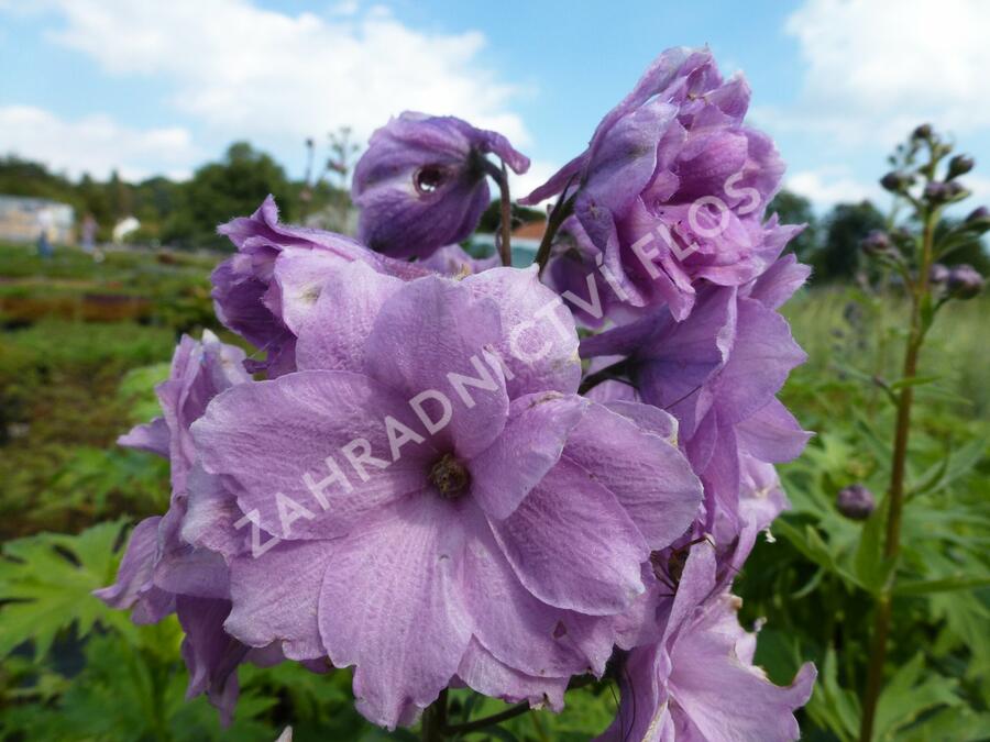 Ostrožka vyvýšená 'New Millenium Dusky Maidens' - Delphinium elatum 'New Millenium Dusky Maidens'