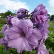 Ostrožka vyvýšená 'New Millenium Dusky Maidens' - Delphinium elatum 'New Millenium Dusky Maidens'