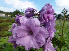 Ostrožka vyvýšená 'New Millenium Dusky Maidens' - Delphinium elatum 'New Millenium Dusky Maidens'