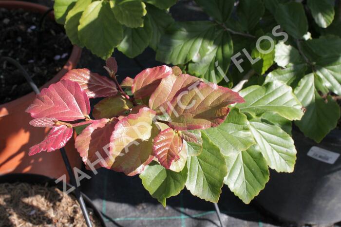 Parotie perská - Parrotia persica