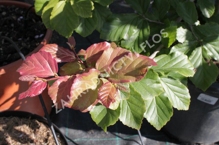 Parotie perská - Parrotia persica