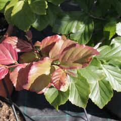 Parotie perská - Parrotia persica