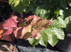 Parotie perská - Parrotia persica