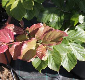 Parotie perská - Parrotia persica