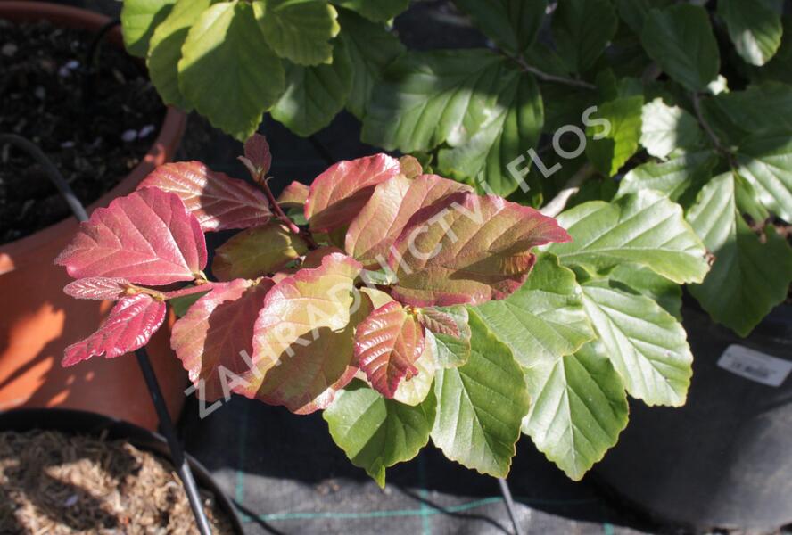 Parotie perská - Parrotia persica