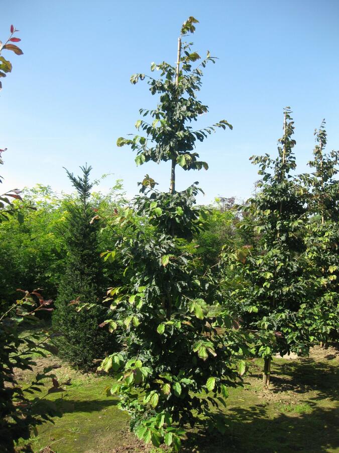 Parotie perská - Parrotia persica