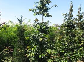 Parotie perská - Parrotia persica