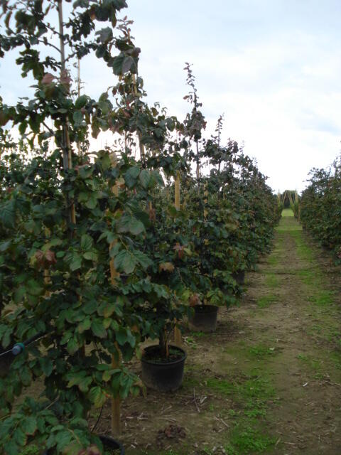 Parotie perská - Parrotia persica