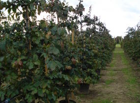 Parotie perská - Parrotia persica