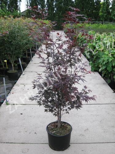 Javor dlanitolistý 'Bloodgood' - Acer palmatum 'Bloodgood'