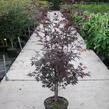 Javor dlanitolistý 'Bloodgood' - Acer palmatum 'Bloodgood'