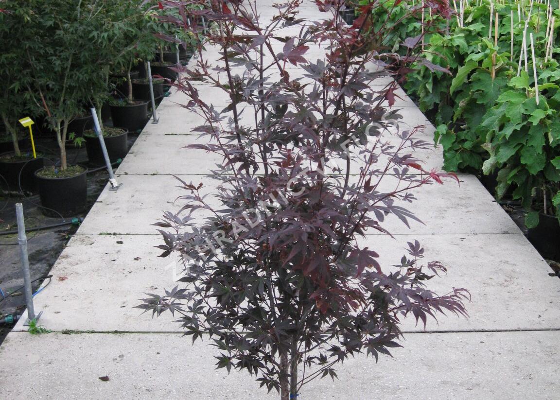 Javor dlanitolistý 'Bloodgood' - Acer palmatum 'Bloodgood'