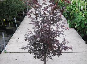 Javor dlanitolistý 'Bloodgood' - Acer palmatum 'Bloodgood'