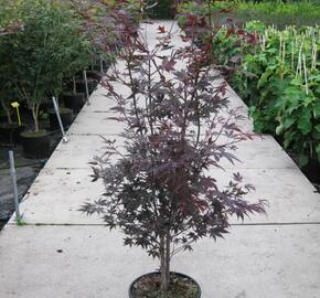 Javor dlanitolistý 'Bloodgood' - Acer palmatum 'Bloodgood'