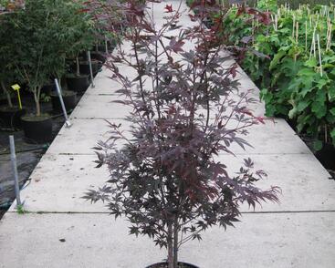 Javor dlanitolistý 'Bloodgood'