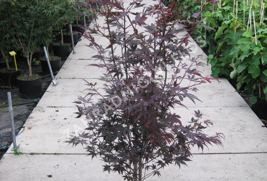Javor dlanitolistý 'Bloodgood' - Acer palmatum 'Bloodgood'