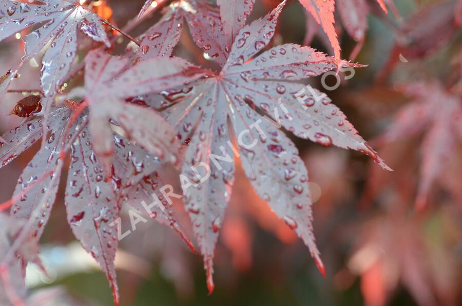 Javor dlanitolistý 'Bloodgood' - Acer palmatum 'Bloodgood'