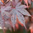 Javor dlanitolistý 'Bloodgood' - Acer palmatum 'Bloodgood'