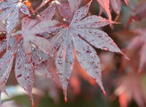 Javor dlanitolistý 'Bloodgood' - Acer palmatum 'Bloodgood'